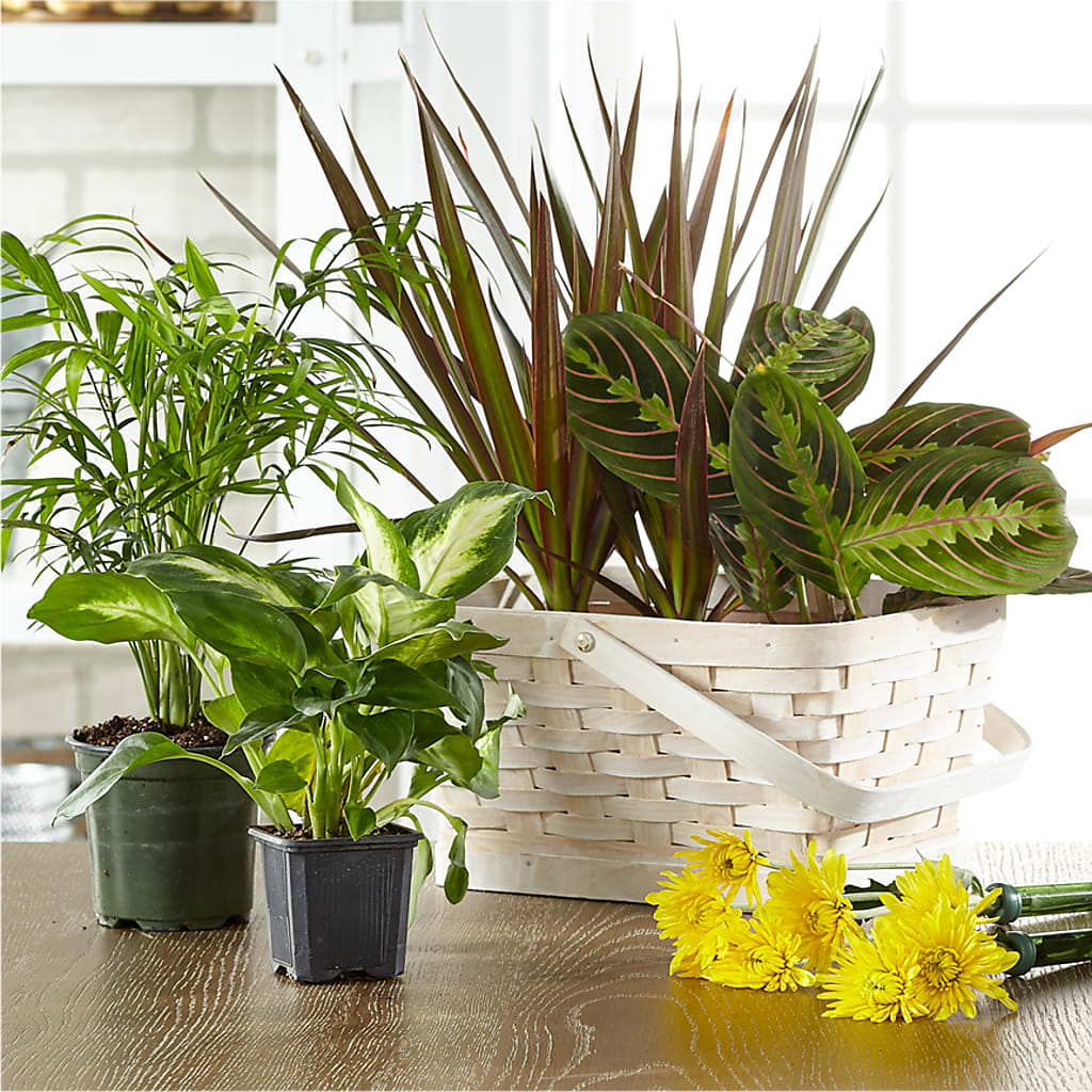 Florist Designed Blooming and Green Plants in a Basket – Flower Perez Llc, Allentown PA