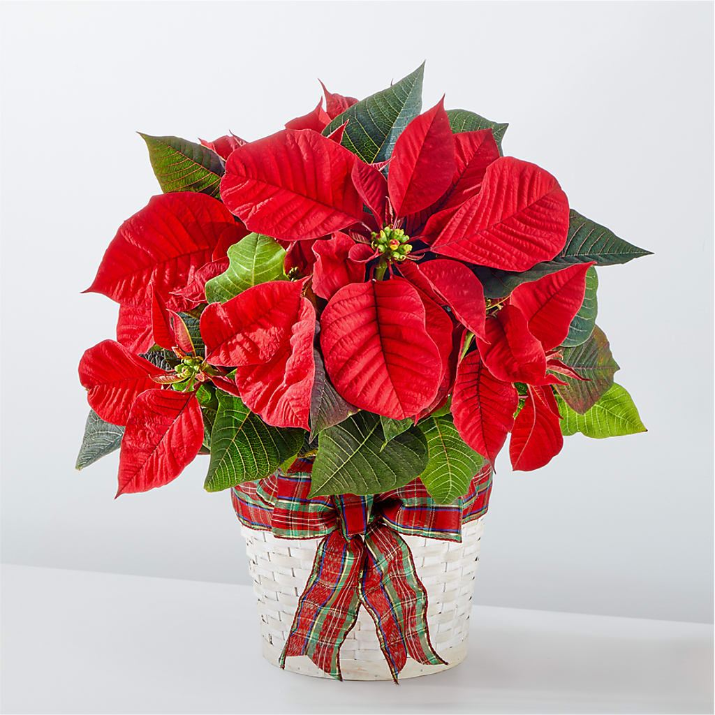 Happiest Holidays Poinsettia – Flower Perez Llc, Allentown PA
