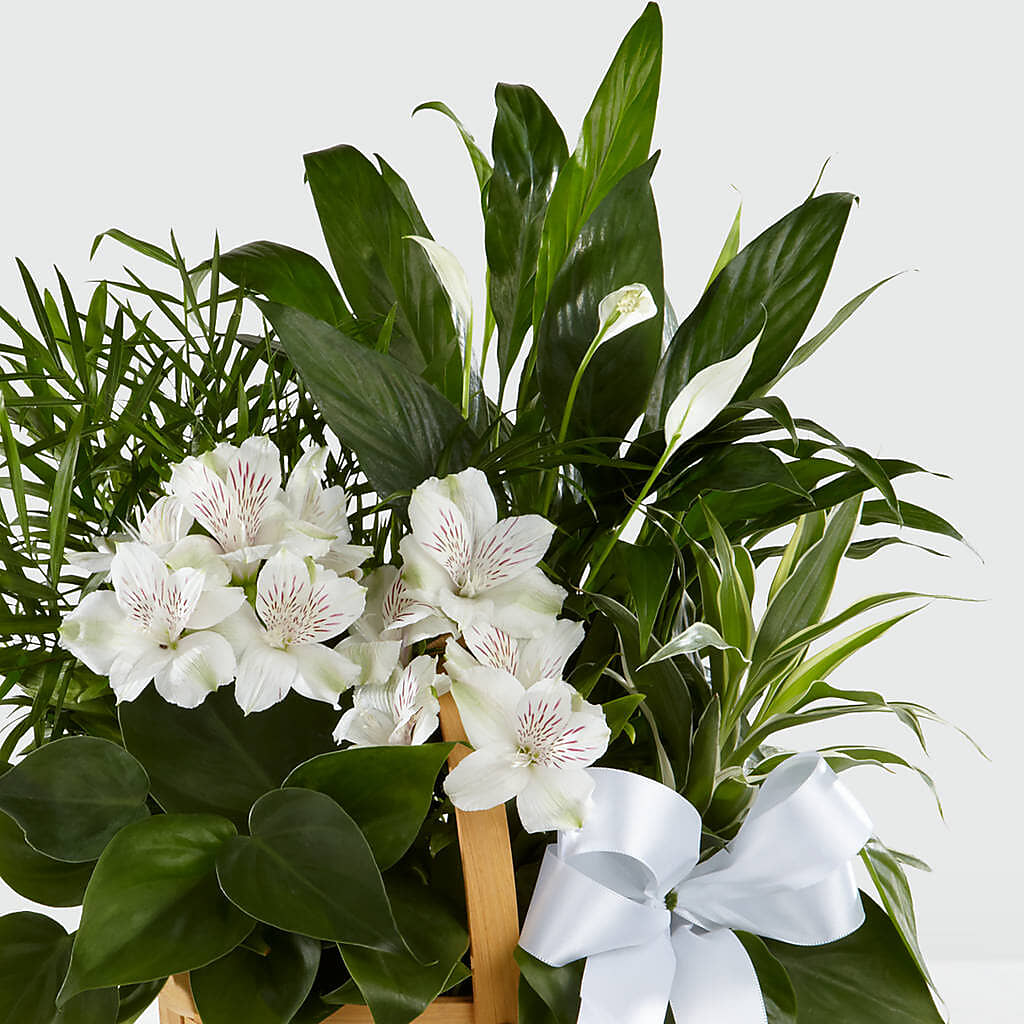 Peace & Serenity Dishgarden – Flower Perez Llc, Allentown PA