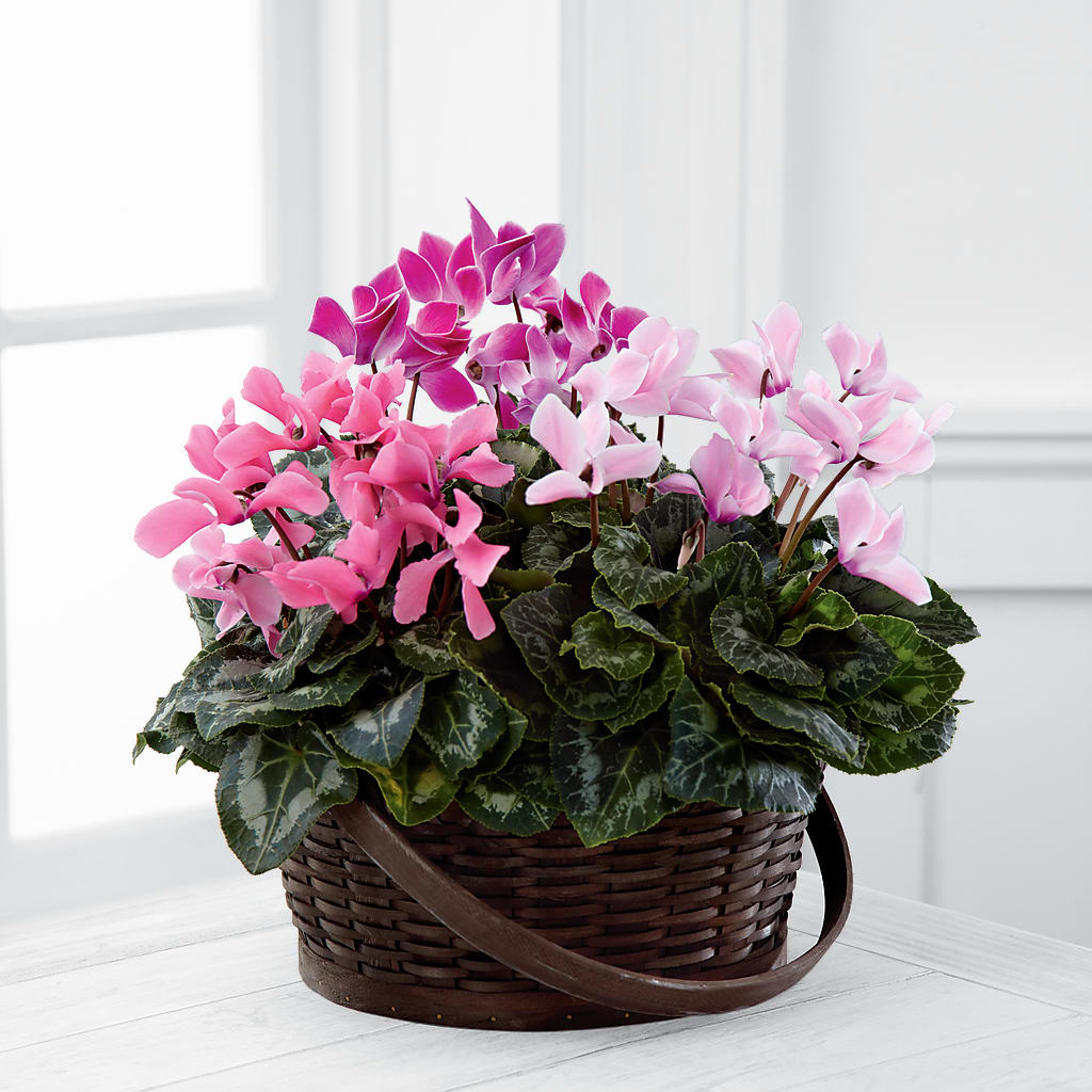Mixed Cyclamen Planter – Flower Perez Llc, Allentown PA