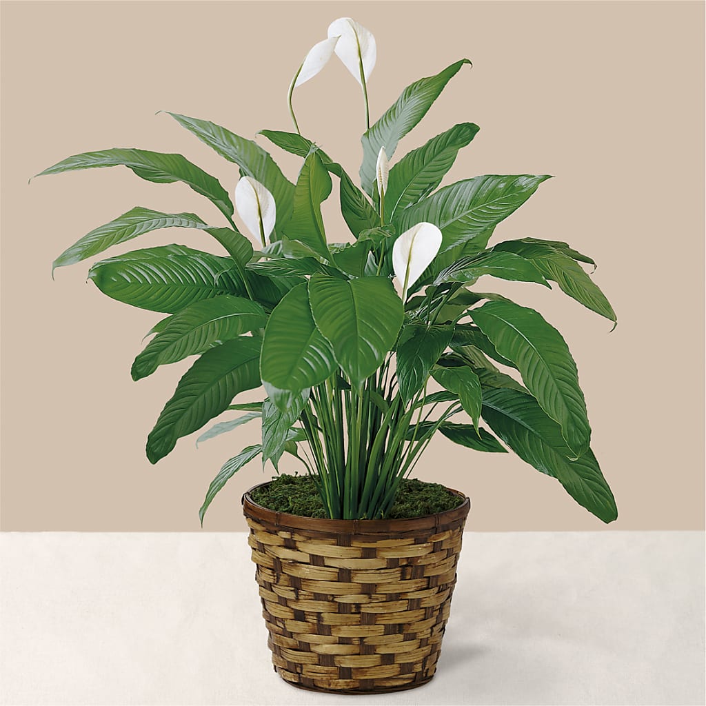 Tranquil Moments Peace Lily Plant – Flower Perez Llc, Allentown PA