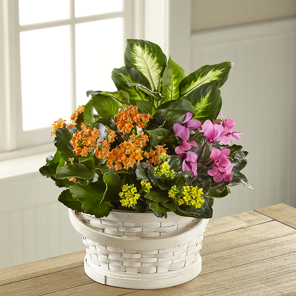 Color Crush Dishgarden – Flower Perez Llc, Allentown PA
