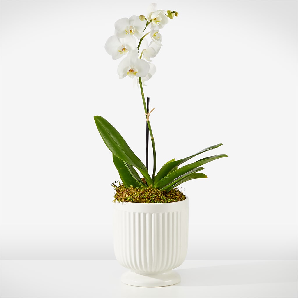 Whispering White Orchid – Flower Perez Llc, Allentown PA