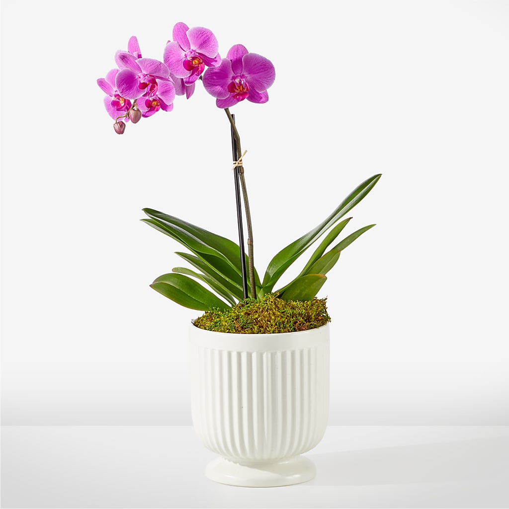 Friendly Fuchsia Orchid – Flower Perez Llc, Allentown PA