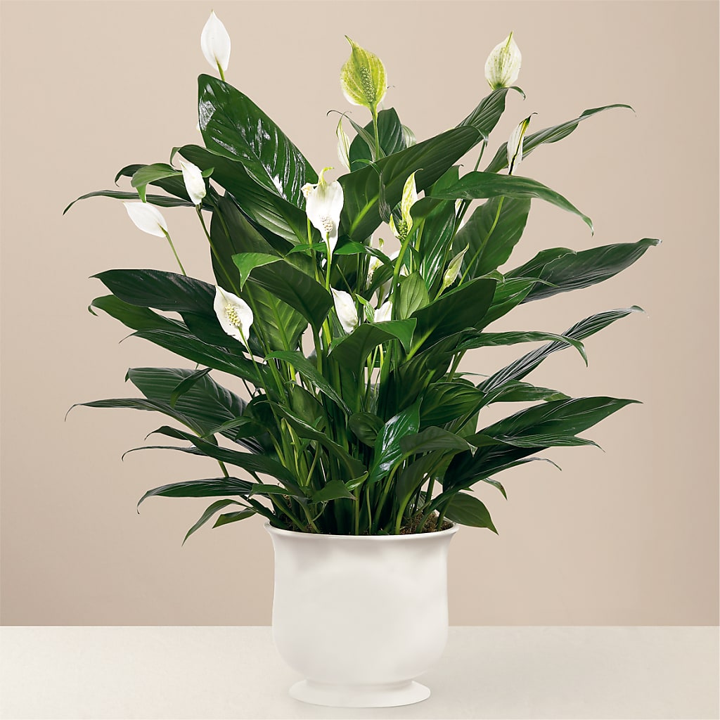 Comfort Planter – Flower Perez Llc, Allentown PA