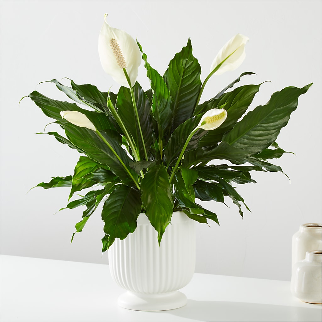Comfort Planter – Flower Perez Llc, Allentown PA