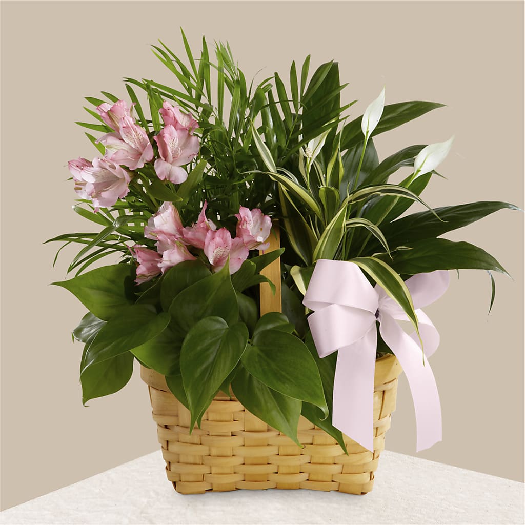 Living Spirit Dishgarden – Flower Perez Llc, Allentown PA