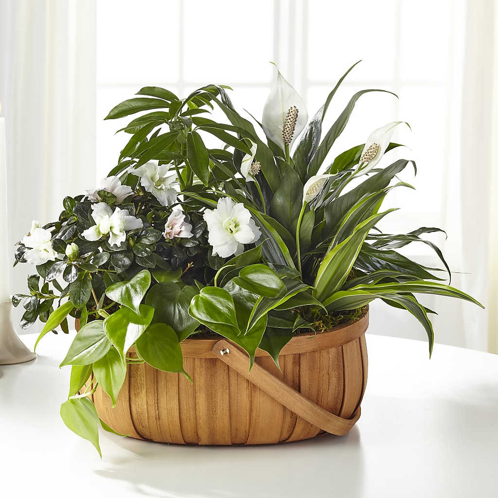 Serene Dishgarden – Flower Perez Llc, Allentown PA