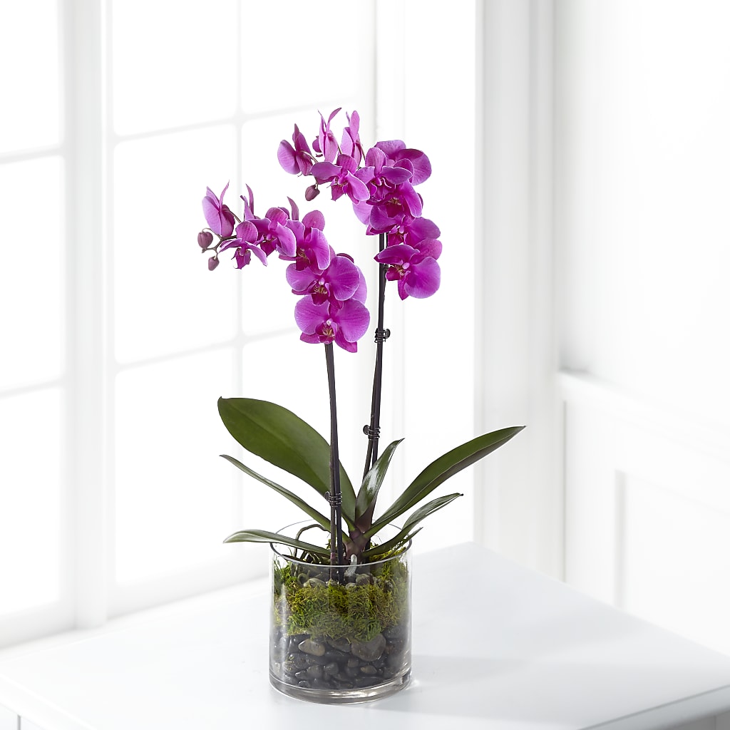 Pink Orchid Plant – Flower Perez Llc, Allentown PA