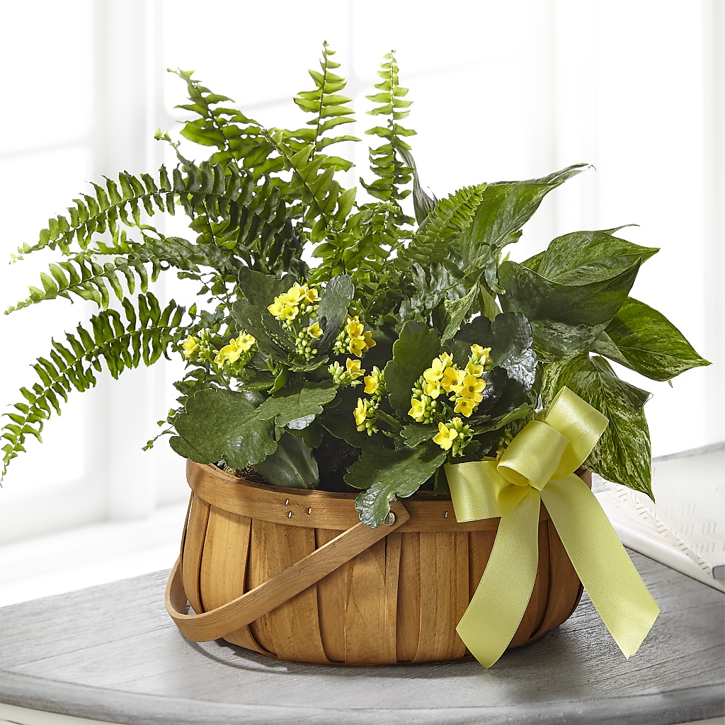 Always Dear Dishgarden – Flower Perez Llc, Allentown PA