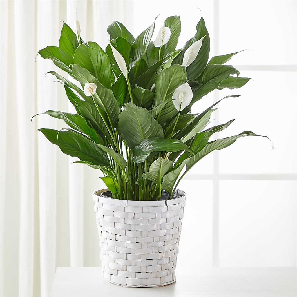 A New Leaf Peace Lily – Flower Perez Llc, Allentown PA