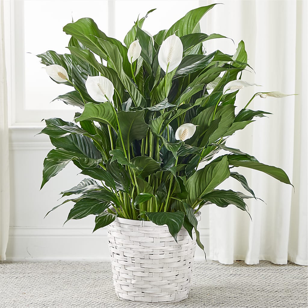 A New Leaf Peace Lily – Flower Perez Llc, Allentown PA