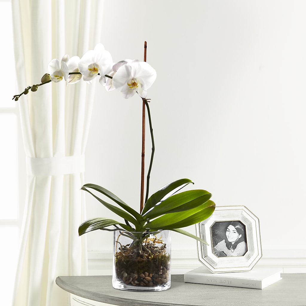 White Orchid Planter – Flower Perez Llc, Allentown PA