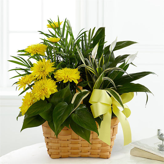 Loving Light Dishgarden –  Flower Perez Llc, Allentown PA