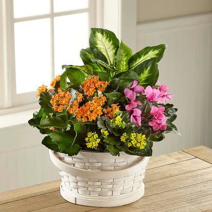 Color Crush Dishgarden –  Flower Perez Llc, Allentown PA