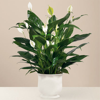 Comfort Planter –  Flower Perez Llc, Allentown PA