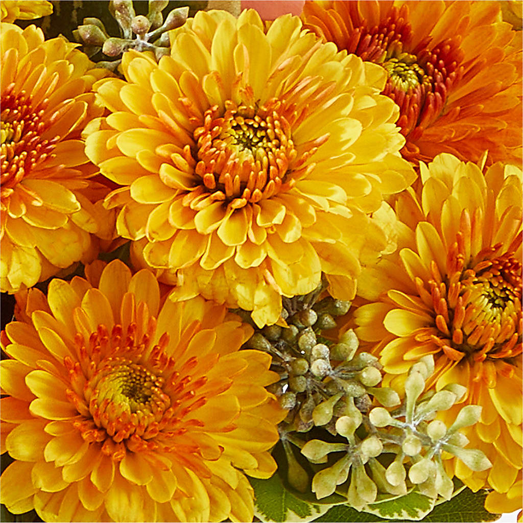 Peachy Pumpkin –  Flower Perez Llc, Allentown PA