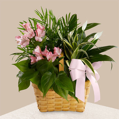 Living Spirit Dishgarden –  Flower Perez Llc, Allentown PA