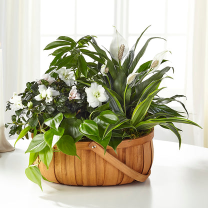 Serene Dishgarden –  Flower Perez Llc, Allentown PA