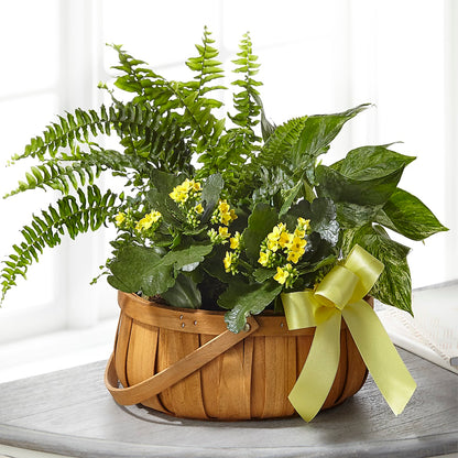Always Dear Dishgarden –  Flower Perez Llc, Allentown PA