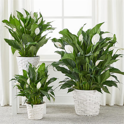 A New Leaf Peace Lily –  Flower Perez Llc, Allentown PA