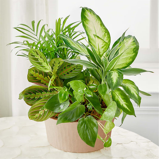 Balance & Harmony Dishgarden –  Flower Perez Llc, Allentown PA