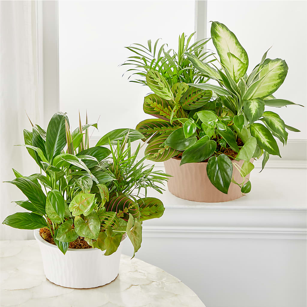 Balance & Harmony Dishgarden –  Flower Perez Llc, Allentown PA