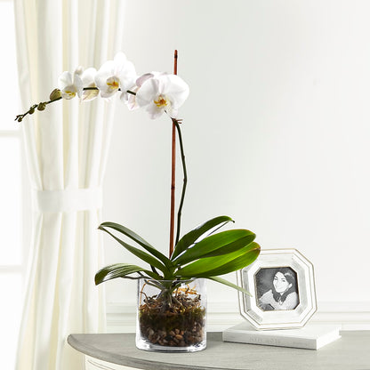 White Orchid Planter –  Flower Perez Llc, Allentown PA