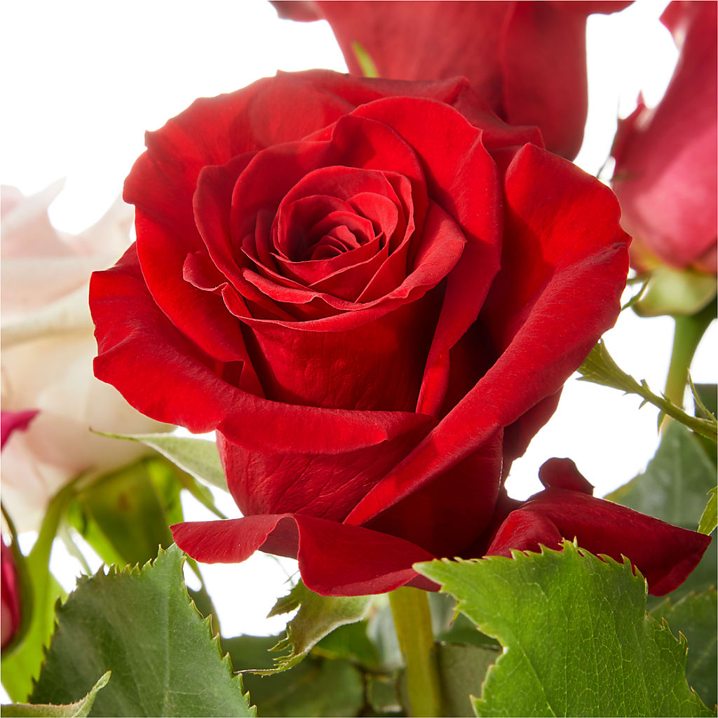 Love Notes Rose Bouquet –  Flower Perez Llc, Allentown PA